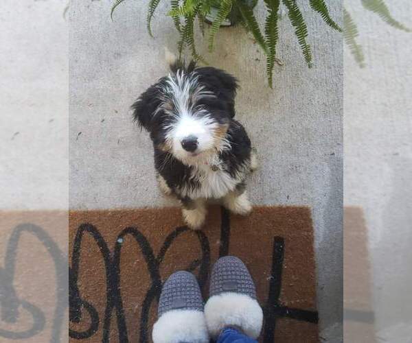 Medium Photo #1 Bernedoodle Puppy For Sale in SPICEWOOD, TX, USA