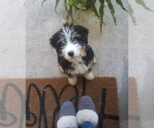 Bernedoodle Puppy for sale in SPICEWOOD, TX, USA