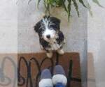 Small Photo #1 Bernedoodle Puppy For Sale in SPICEWOOD, TX, USA