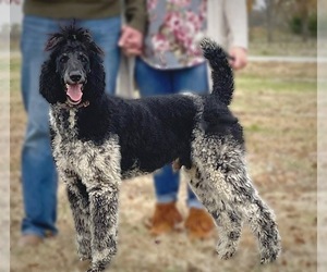 Father of the Miniature Labradoodle puppies born on 03/17/2023
