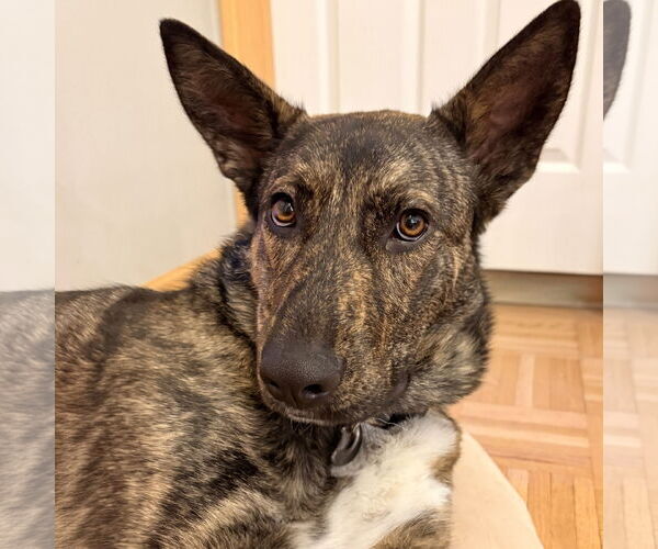 Medium Photo #6 Mutt Puppy For Sale in Fargo, ND, USA