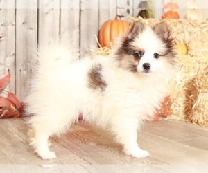 Pomeranian Puppy for sale in MOUNT VERNON, OH, USA