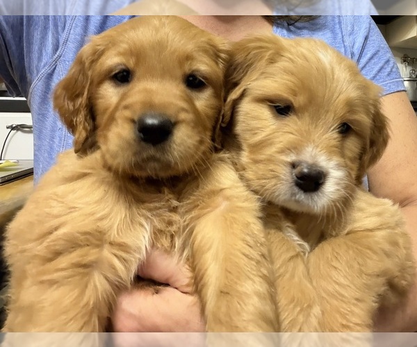 Medium Photo #1 Double Doodle Puppy For Sale in BUFFALO, NY, USA