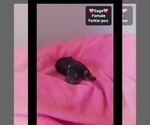 Small #1 Yorkipoo