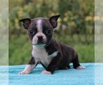 Small Photo #1 Boston Terrier Puppy For Sale in GAP, PA, USA