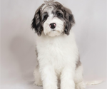 Small Photo #1 Golden Retriever-Sheepadoodle Mix Puppy For Sale in LA MESA, CA, USA