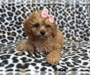 Cavapoo Puppy for sale in LAKELAND, FL, USA