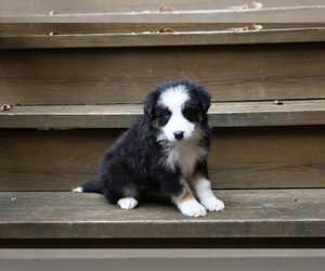 Border Collie Puppy for sale in WARSAW, OH, USA