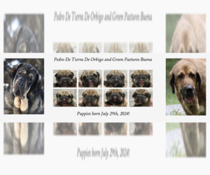 Spanish Mastiff Puppy for sale in DRYDEN, VA, USA