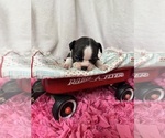 Small #3 Boston Terrier