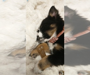 Australian Shepherd Puppy for sale in NEWPORT NEWS, VA, USA