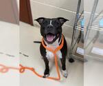 Small American Pit Bull Terrier Mix