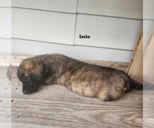 Medium Photo #1 German Shepherd Dog-Unknown Mix Puppy For Sale in Incline Village, NV, USA