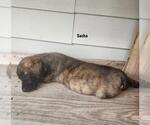 Small German Shepherd Dog Mix