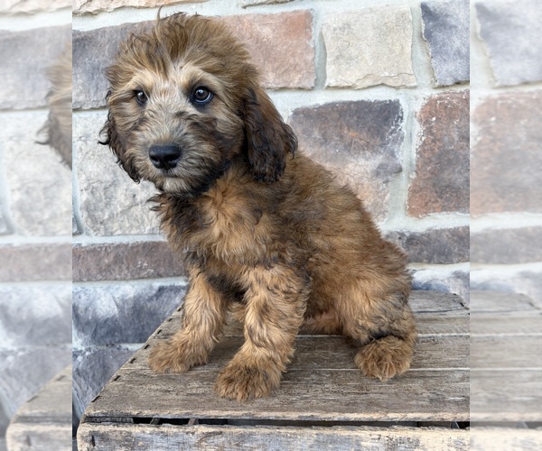 Medium Photo #5 Whoodle (Miniature) Puppy For Sale in MIDDLEBURY, IN, USA