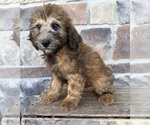 Small #4 Whoodle (Miniature)