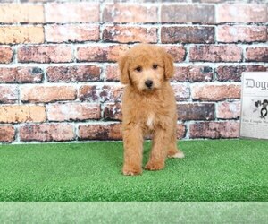 Goldendoodle Puppy for sale in BEL AIR, MD, USA