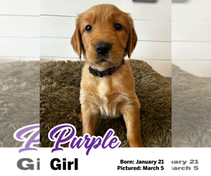 Medium Golden Retriever