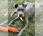 Small #1 Mutt