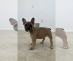 Small Photo #3 French Bulldog Puppy For Sale in BERRIEN SPRINGS, MI, USA