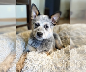 Australian Cattle Dog Puppy for sale in TIPP CITY, OH, USA