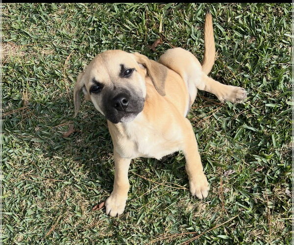 Medium Photo #4 Black Mouth Cur-Unknown Mix Puppy For Sale in Shreveport, LA, USA