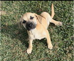 Small #3 Black Mouth Cur Mix