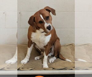 Eeyore - Male Mutt Dog for Adoption - Photo #3