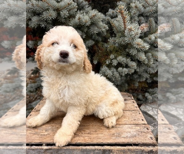Medium Photo #4 Cockapoo (Toy) Puppy For Sale in MIDDLEBURY, IN, USA