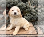 Small #3 Cockapoo (Toy)