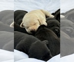 Small #1 Labrador Retriever