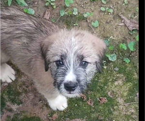 German Shepherd Dog-Schnauzer (Standard) Mix Puppy for sale in JONESBORO, GA, USA