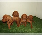 Small Photo #3 Vizsla Puppy For Sale in AMORITA, OK, USA