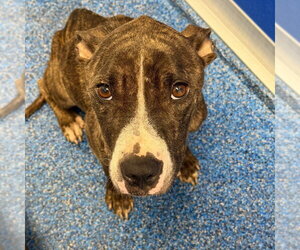 Mutt Dogs for adoption in Tarboro, NC, USA