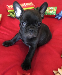 French Bulldog Puppy for sale in CHARLESTON, SC, USA