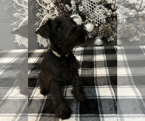 Medium Photo #9 Schnauzer (Miniature) Puppy For Sale in SOMERVILLE, AL, USA