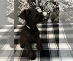 Small #8 Schnauzer (Miniature)