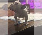 Small Photo #7 American Bully Puppy For Sale in COLLEGE PARK, MD, USA