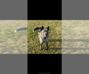Mother of the Australian Cattle Dog puppies born on 05/16/2025