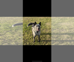 Small Photo #1 Australian Cattle Dog Puppy For Sale in ZOLFO SPRINGS, FL, USA