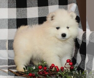 Samoyed Puppy for sale in LEOLA, PA, USA