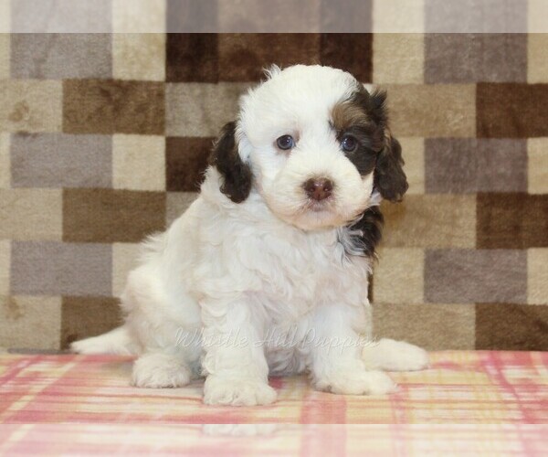 Medium Photo #3 Bernedoodle (Miniature) Puppy For Sale in DENVER, PA, USA