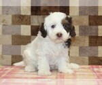 Small #2 Bernedoodle (Miniature)