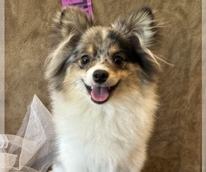 Pomeranian Puppy for sale in ATASCADERO, CA, USA