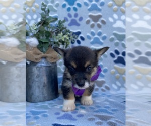 Pembroke Welsh Corgi Puppy for sale in LANCASTER, PA, USA