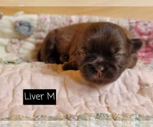 Medium Photo #27 Shih Tzu Puppy For Sale in MANES, MO, USA
