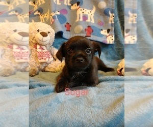 Chihuahua-Shorkie Tzu Mix Puppy for sale in KANNAPOLIS, NC, USA