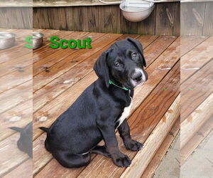 Labrador Retriever-Unknown Mix Dogs for adoption in Des Moines, IA, USA