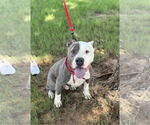 Small #5 Mutt