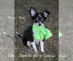 Small Photo #6 Chihuahua Puppy For Sale in HAMPTON, VA, USA